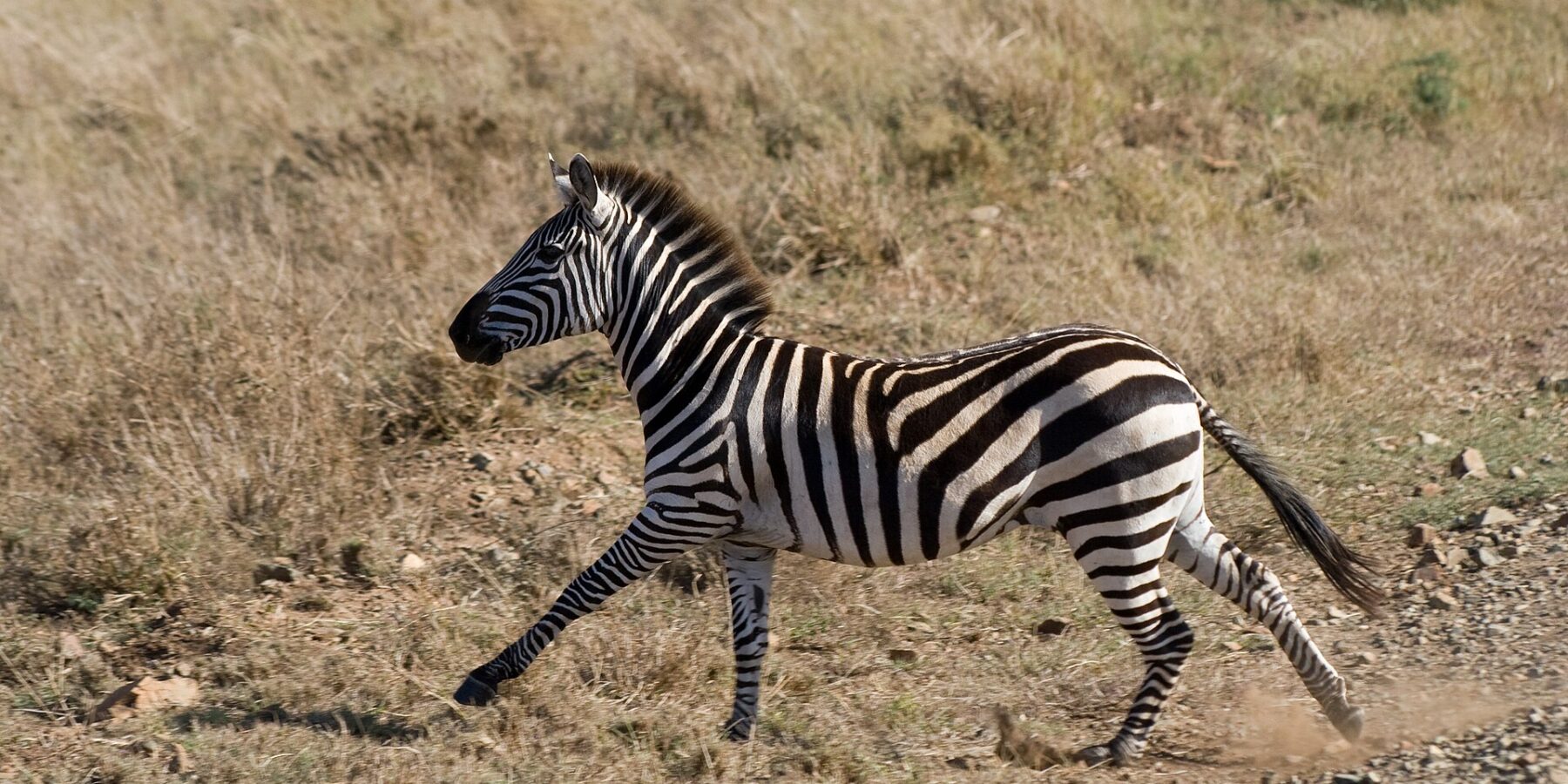 Ein Steppenzebra galoppiert im Profil durch trockenes Gras, unter seinen Hufen wirbelt Staub auf, die Mähne aufgerichtet