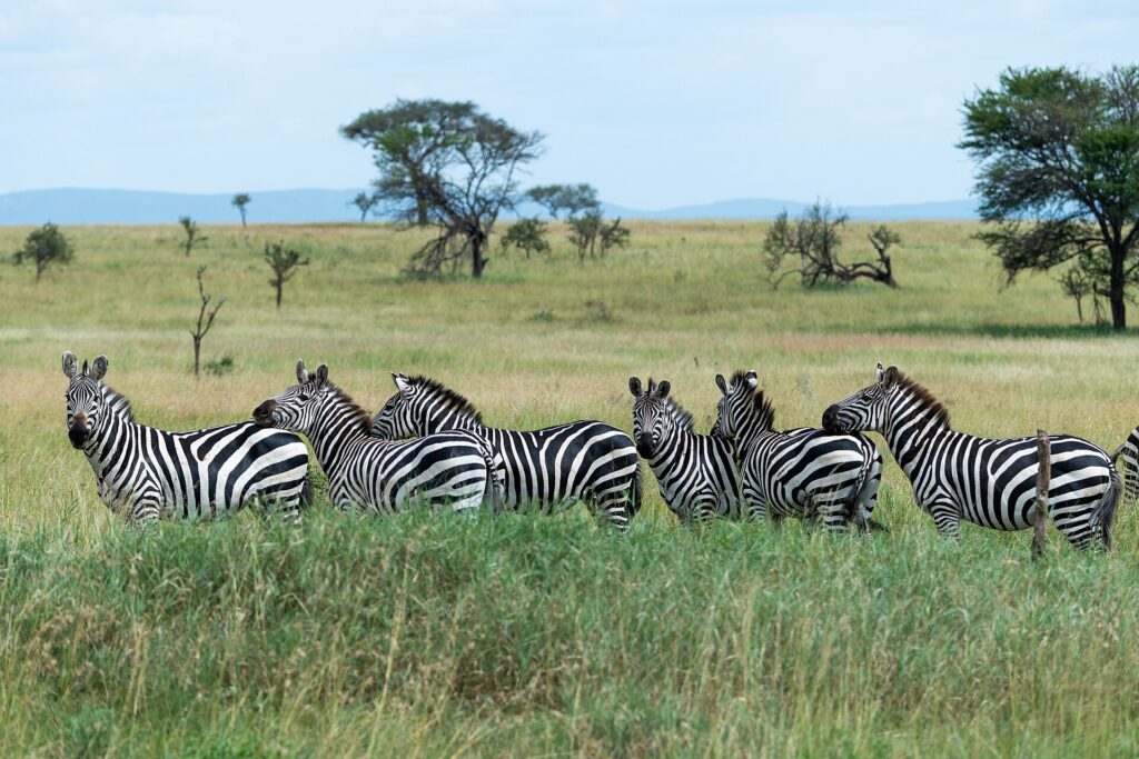 Sechs Steppenzebras in einer Reihe im hohen grünen Gras, drei drehen den Kopf zur Kamera, im Hintergrund Akazien und blaue Hügel