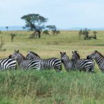 Sechs Steppenzebras in einer Reihe im hohen grünen Gras, drei drehen den Kopf zur Kamera, im Hintergrund Akazien und blaue Hügel