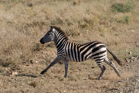 Ein Steppenzebra galoppiert im Profil durch trockenes Gras, unter seinen Hufen wirbelt Staub auf, die Mähne aufgerichtet
