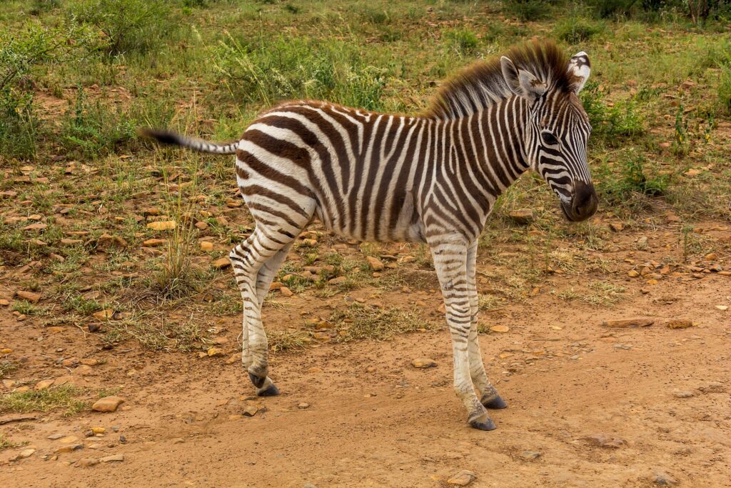 Ein Zebrafohlen mit noch braunen Streifen und struppiger Mähne steht im Profil auf einer roten Erdpiste, grünes Gras dahinter