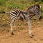 Ein Zebrafohlen mit noch braunen Streifen und struppiger Mähne steht im Profil auf einer roten Erdpiste, grünes Gras dahinter