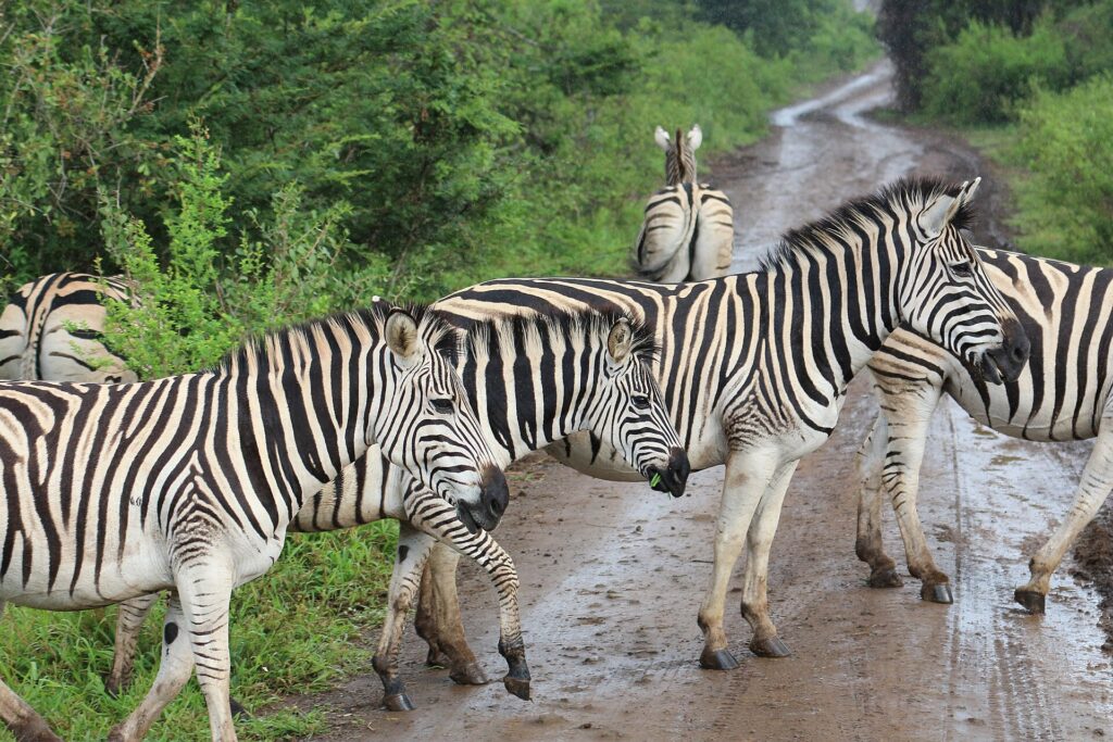 Steppenzebras überqueren im Regen eine nasse Schotterpiste, eines mit einem Grasbüschel im Maul, grüne Büsche auf beiden Seiten