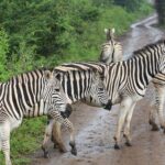 Steppenzebras überqueren im Regen eine nasse Schotterpiste, eines mit einem Grasbüschel im Maul, grüne Büsche auf beiden Seiten