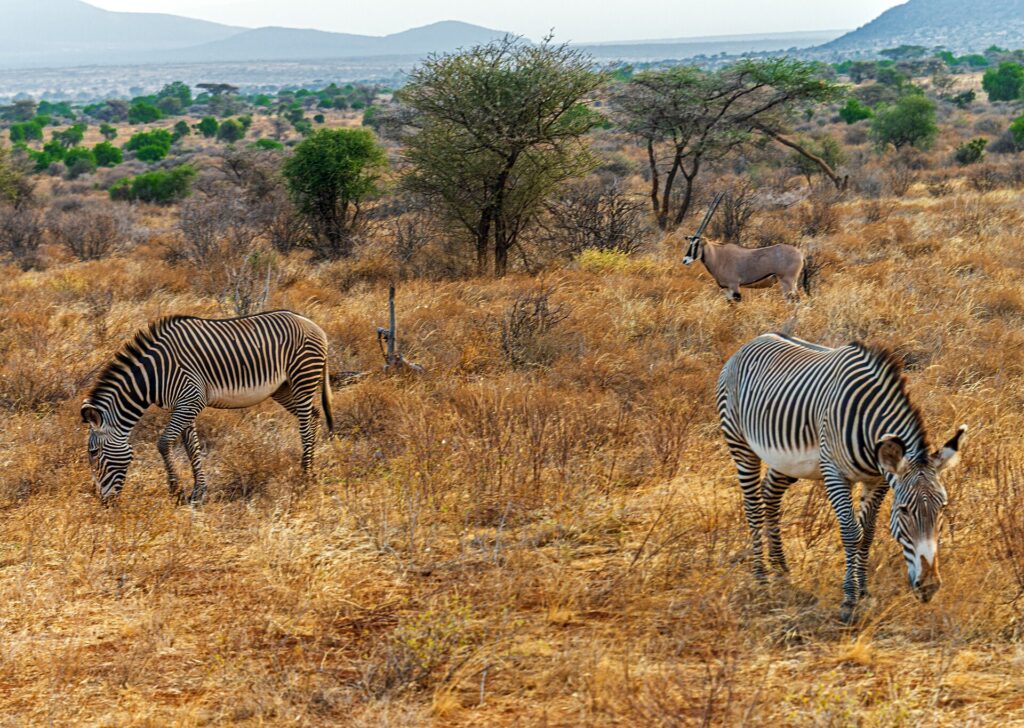 Zwei Grevyzebras mit feinen Streifen grasen im trockenen Gras, dahinter steht ein Beisa-Oryx mit langen, geraden Hörnern bei den Akazien