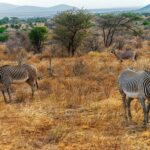 Zwei Grevyzebras mit feinen Streifen grasen im trockenen Gras, dahinter steht ein Beisa-Oryx mit langen, geraden Hörnern bei den Akazien